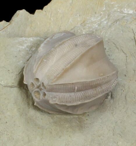 Blastoid (Pentremites) Fossil - Illinois #42812